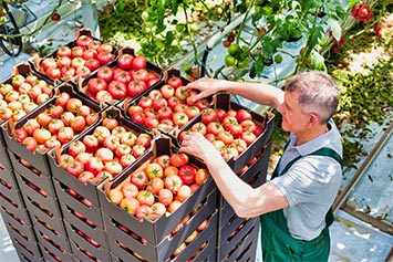 Erntehelfer bei der Tomatenernte versichert mit AgrarOptimal