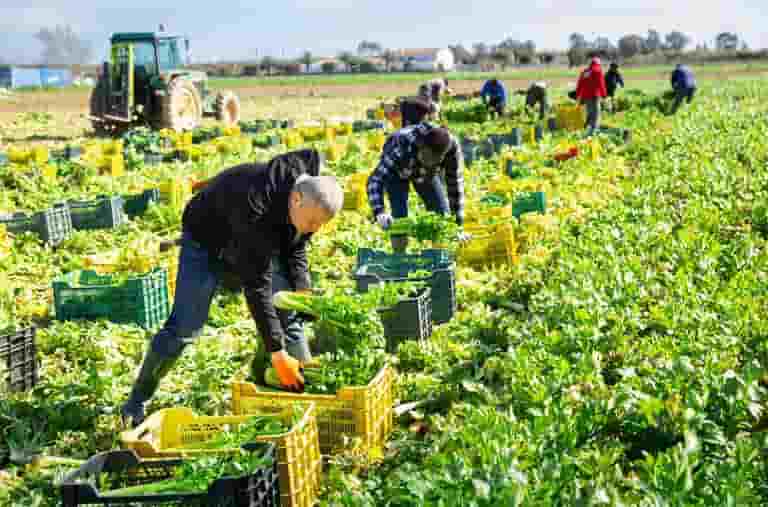 Erntehelfer ernten auf dem Feld Fenchel versichert mit AgrarOptimal