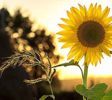 Sonnenblume im Abendlicht