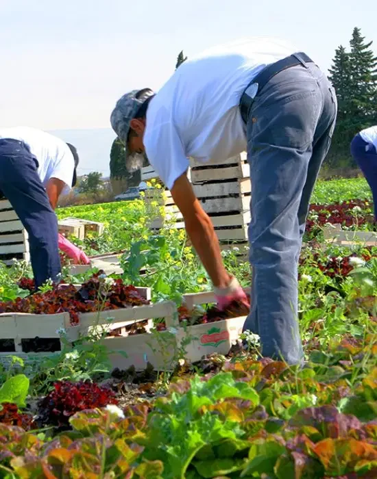 Erntehelfer ernten Salat versichert mit AgrarOptimal